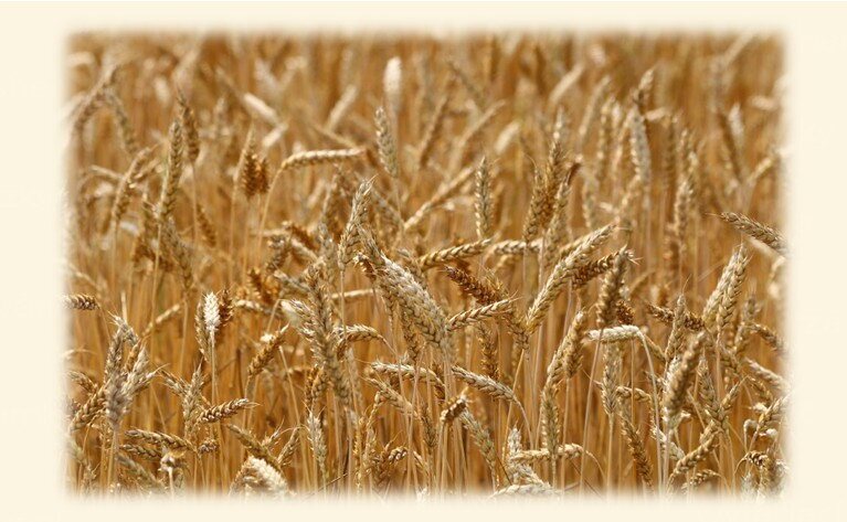 Obiloviny v krmivu a proč říkáme většinou ne.