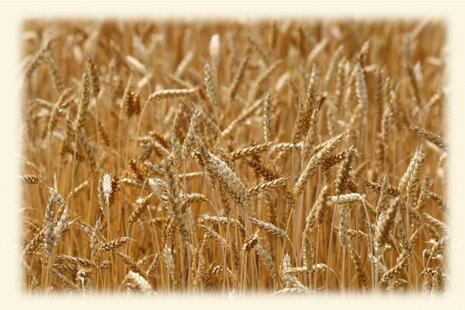 Obiloviny v krmivu a proč říkáme většinou ne.